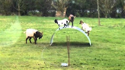 goats on a metal sheet|WATCH: This Video Of Goats PIaying On A Metal .